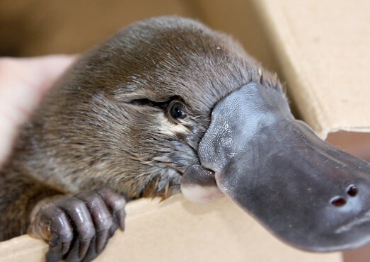 신이 생물학자들 엿먹으라고 창조한듯한 생물_4.jpg