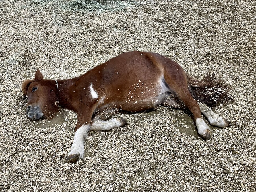 주말에 팜랜드 갔다와서 자랑하려고 했더니 뭔 일이래.. ㄷㄷ_2.jpg