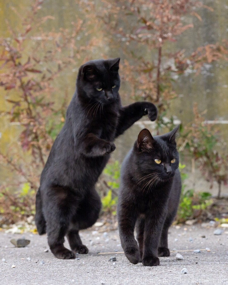 암살 시도.jpg_1.jpg