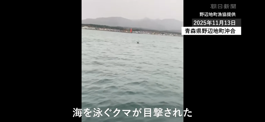 드디어 바다에서도 발견된 일본 곰_1.webp