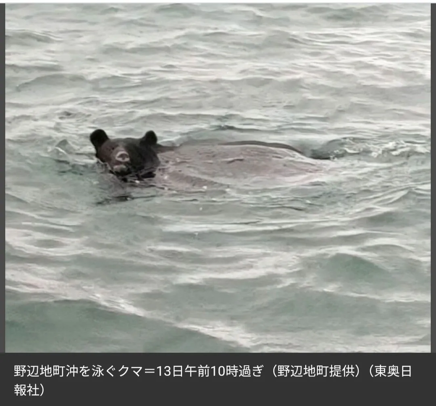 드디어 바다에서도 발견된 일본 곰_2.webp