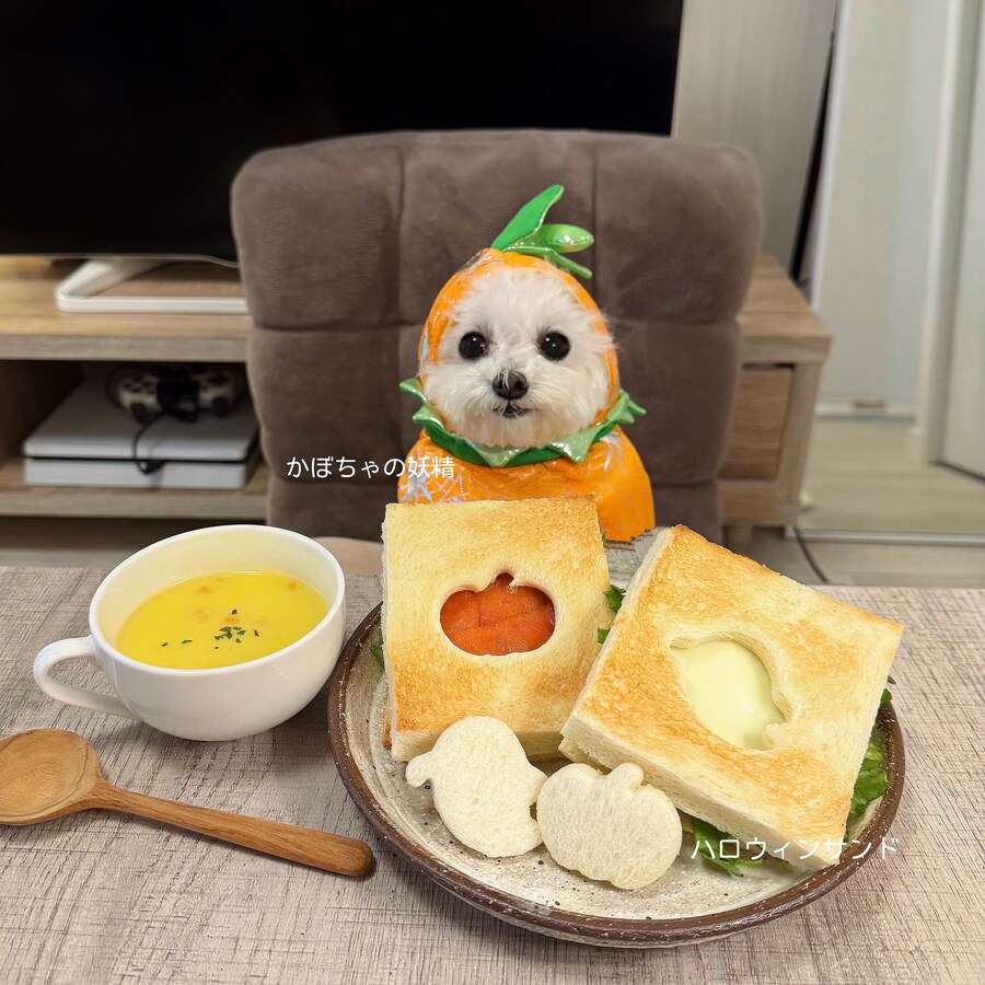 너무 귀여워서 AI소리듣는 일본강아지_2.jpg