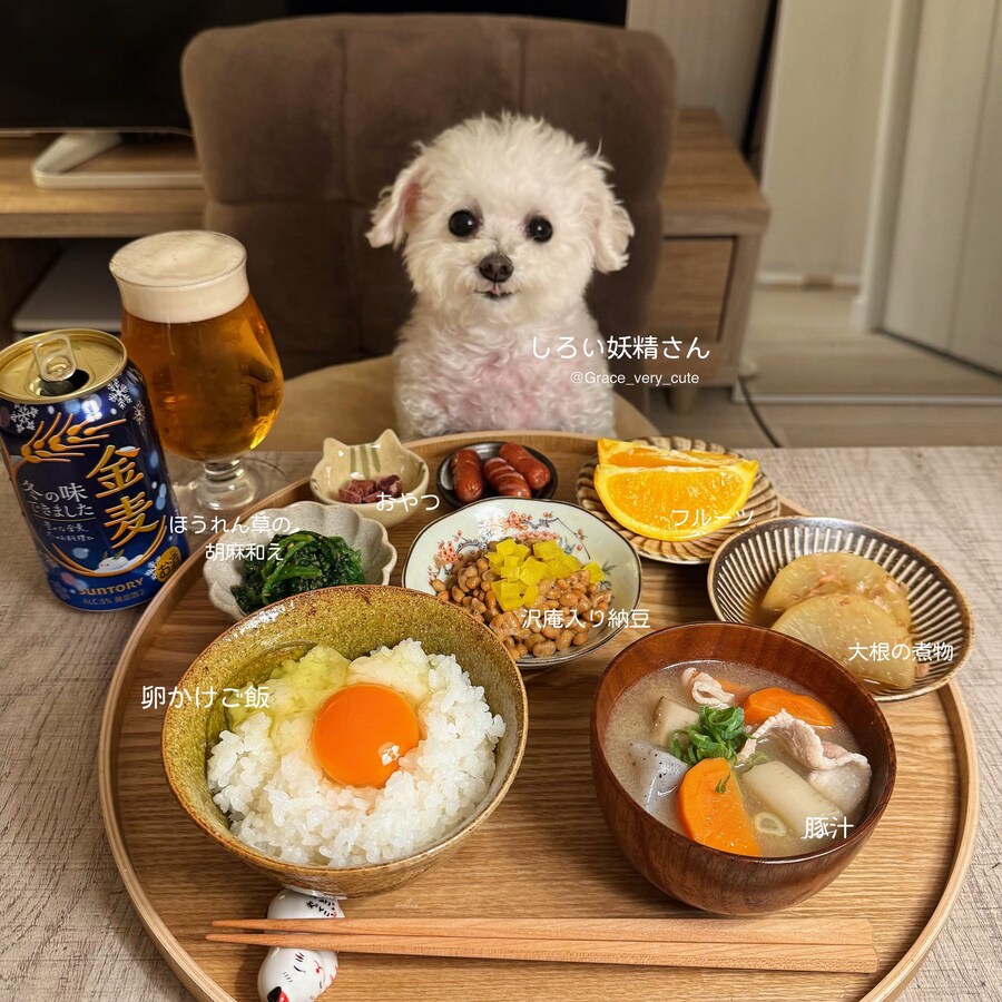 너무 귀여워서 AI소리듣는 일본강아지_3.jpg