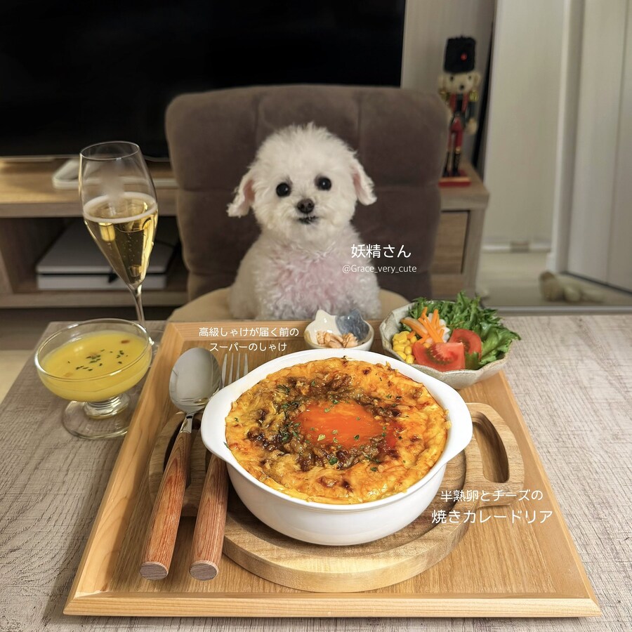 너무 귀여워서 AI소리듣는 일본강아지_6.jpg