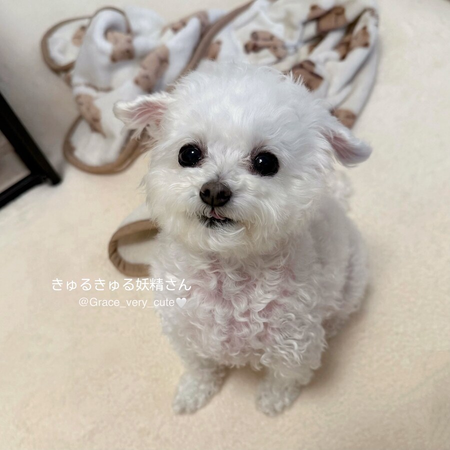 너무 귀여워서 AI소리듣는 일본강아지_9.jpg