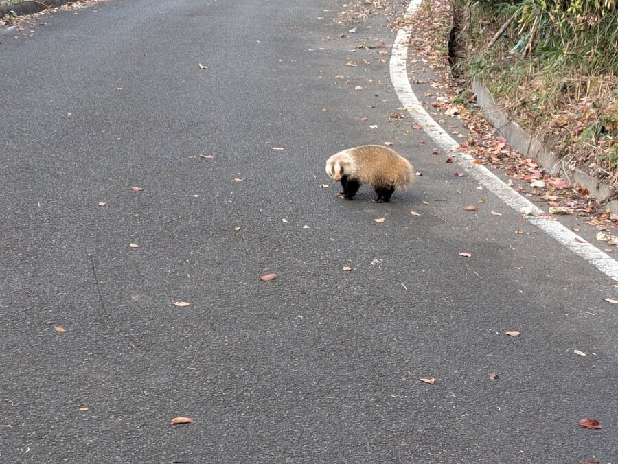 길 한가운데서 안 비켜주는 불량배.jpg_1.jpg