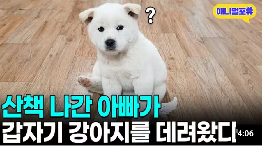 짤 하나로 요약되는 댕댕이와 가족들 모두 얼탱 터지는 상황_1.jpg