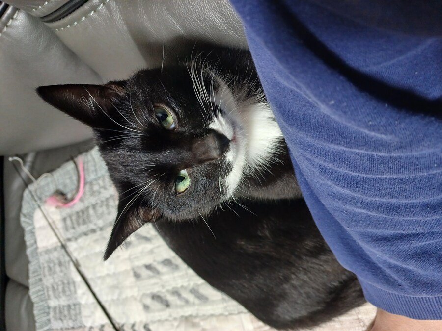 반려동물들에게 주인 이름 알려주기_15.jpg