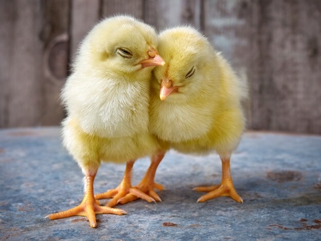 고대 이집트에서 사용했던 병아리 부화기.jpg_5.jpg