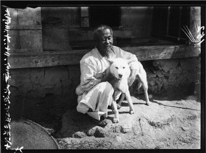 역사) 1915년 진돗개의 모습이래_1.jpg