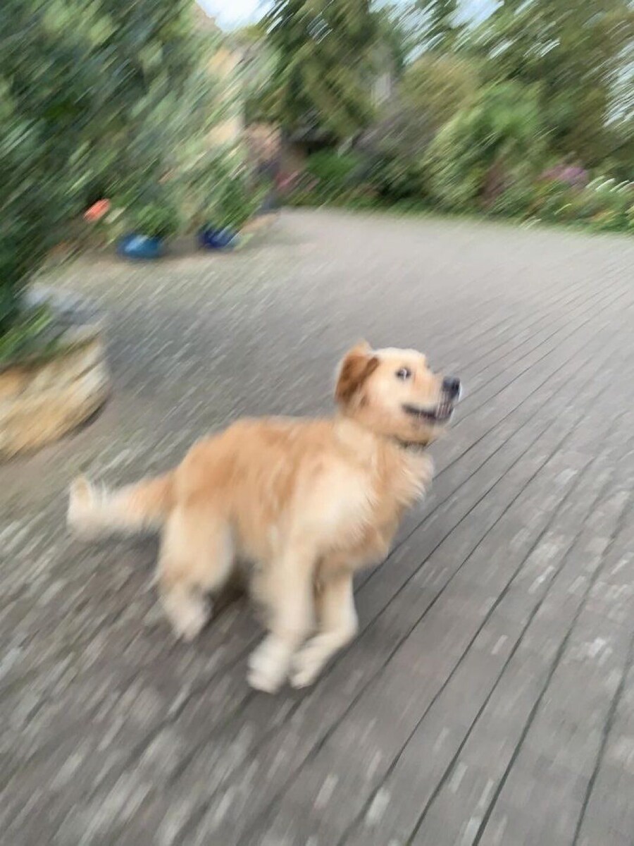 의외로 개들이 좋아하는 순간.jpg_1.jpg