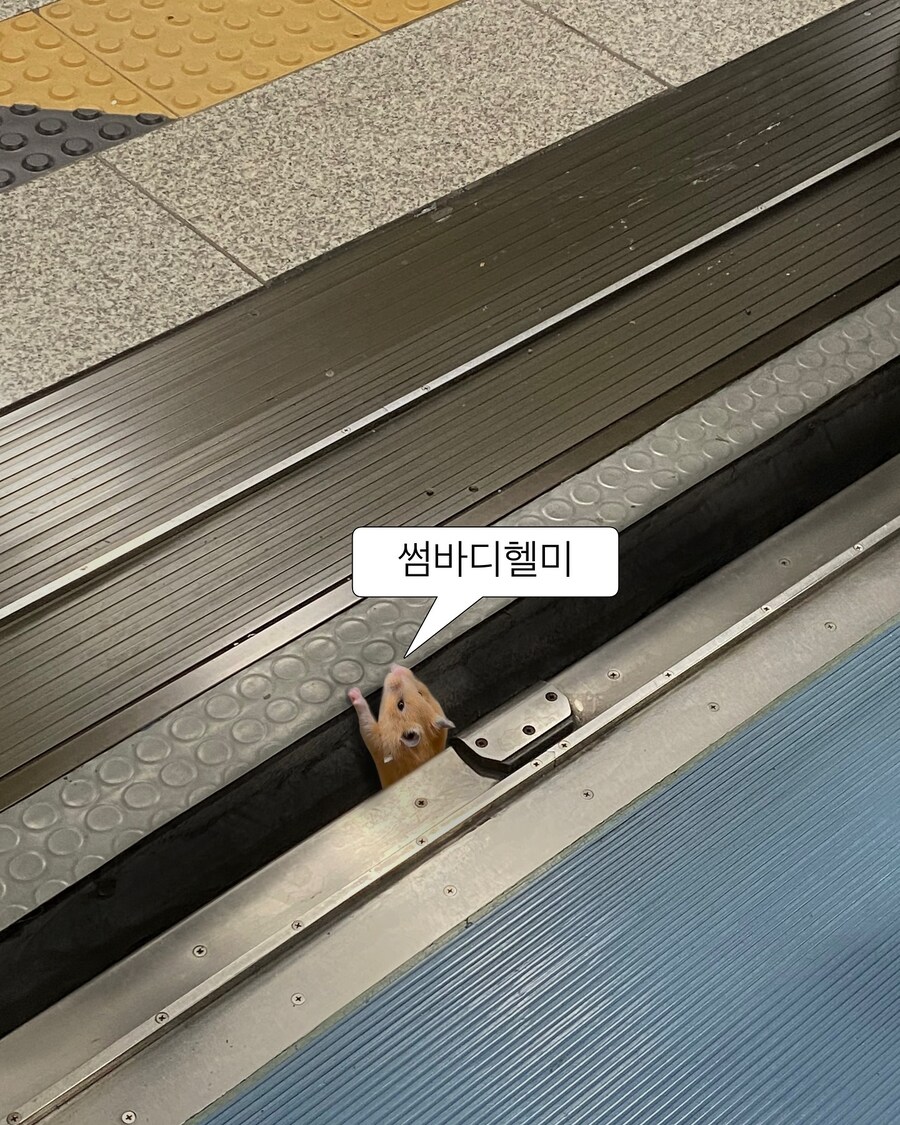 시골쥐가 좋아? 도시쥐가 좋아?_2.jpg