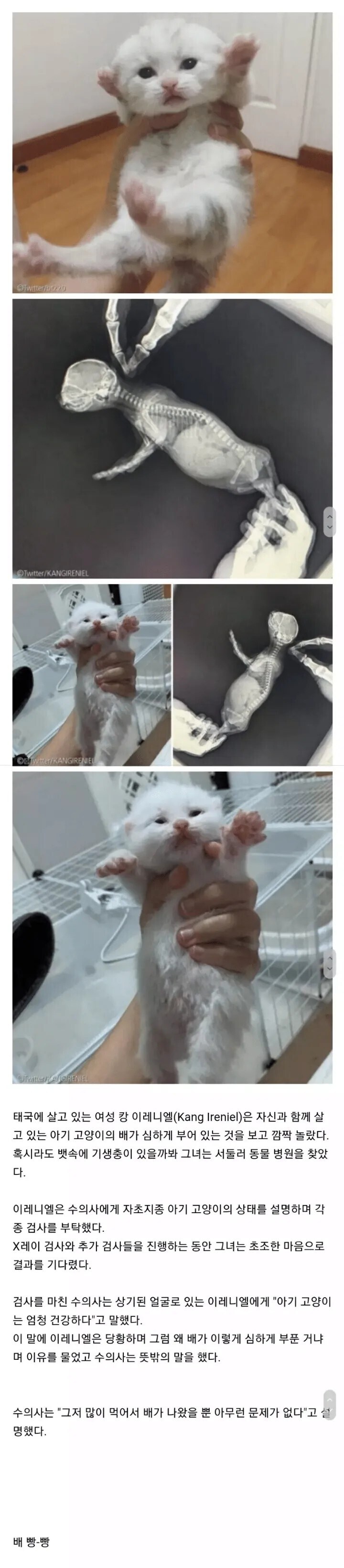 아기 고양이 배가 너무 뽈록한게 걱정돼서 병원 가 봤더니.jpg_1.jpg