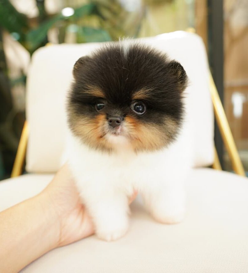 색칠하다만 포메.jpg_2.jpg