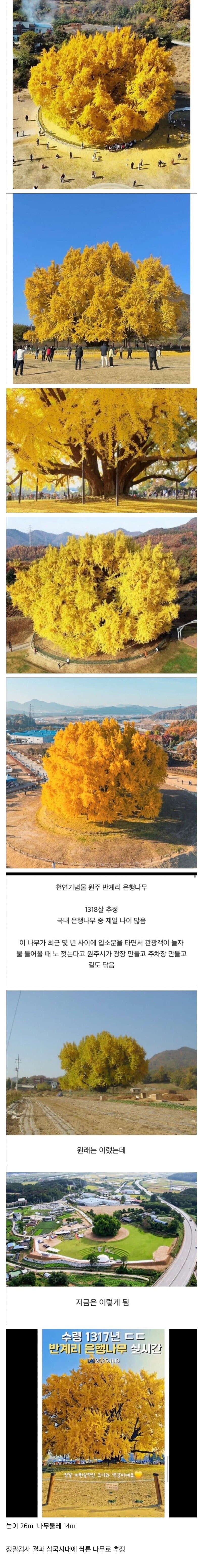 나무 한 그루로 관광사업 하겠다는 원주시_1.jpg