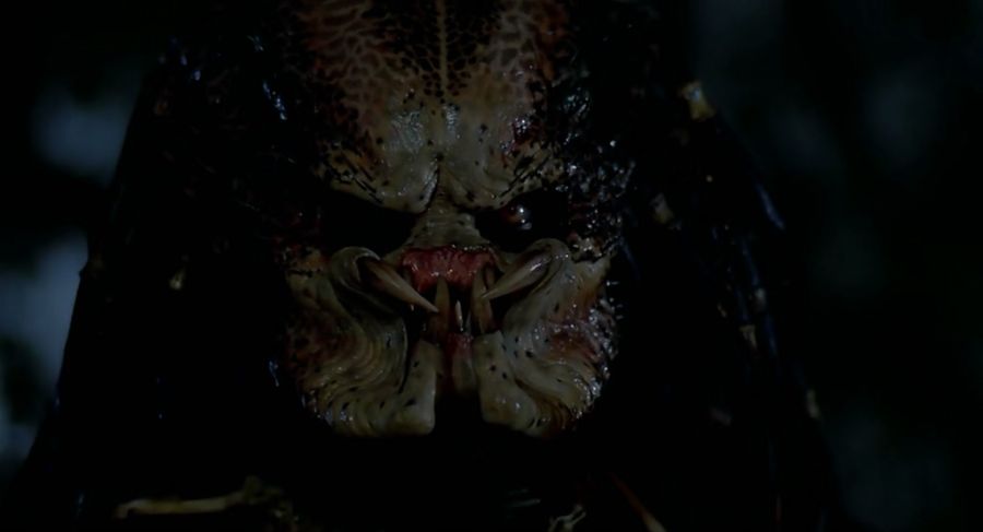 프레데터 앞에서 조심해야 말_1.jpg