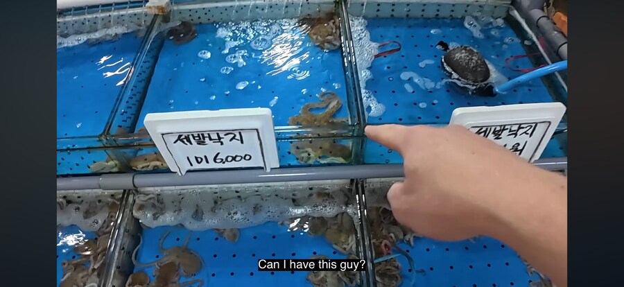 유튜브에 문어한테 피아노가르치는게 있는데_3.png