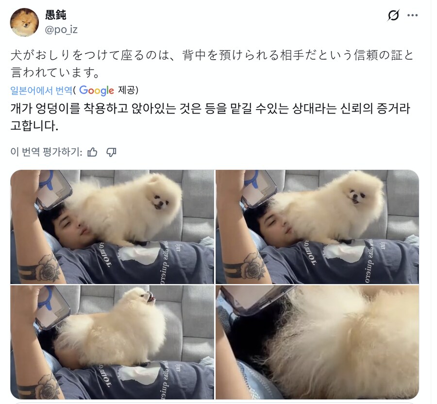 개들이 주인을 신뢰한다는 증거.jpg_1.png