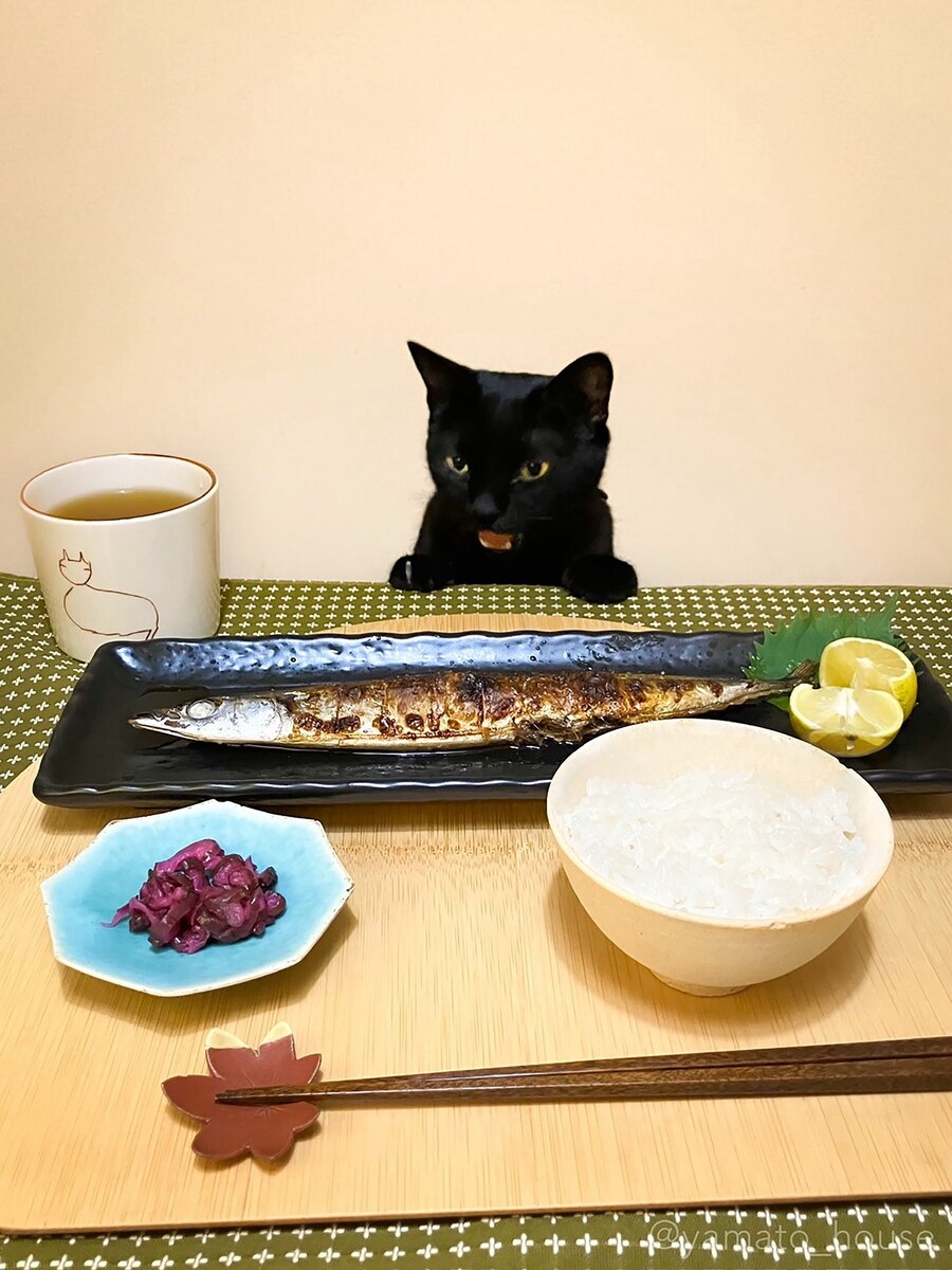 집사 밥상을 본 주인님.jpg_1.jpg