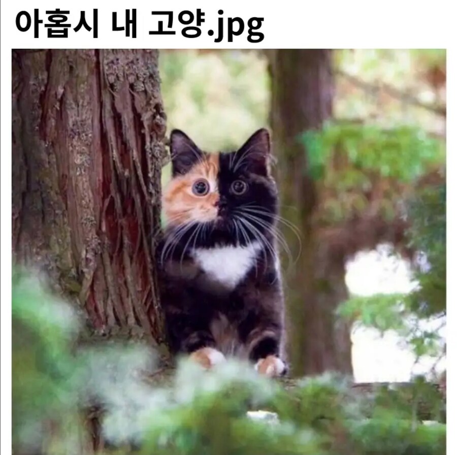아홉시 내 고양_1.jpg