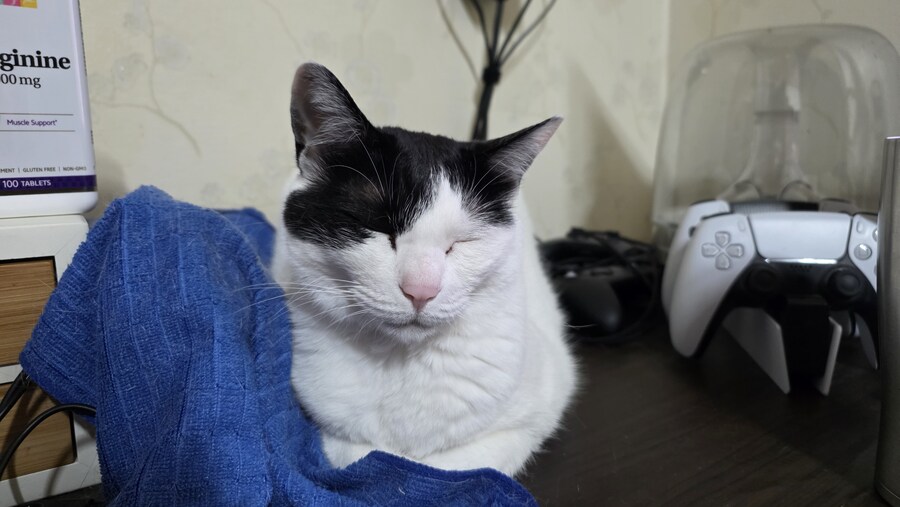 우리 야옹이 봐봐_2.jpg