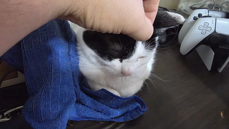 우리 야옹이 봐봐_3.jpg