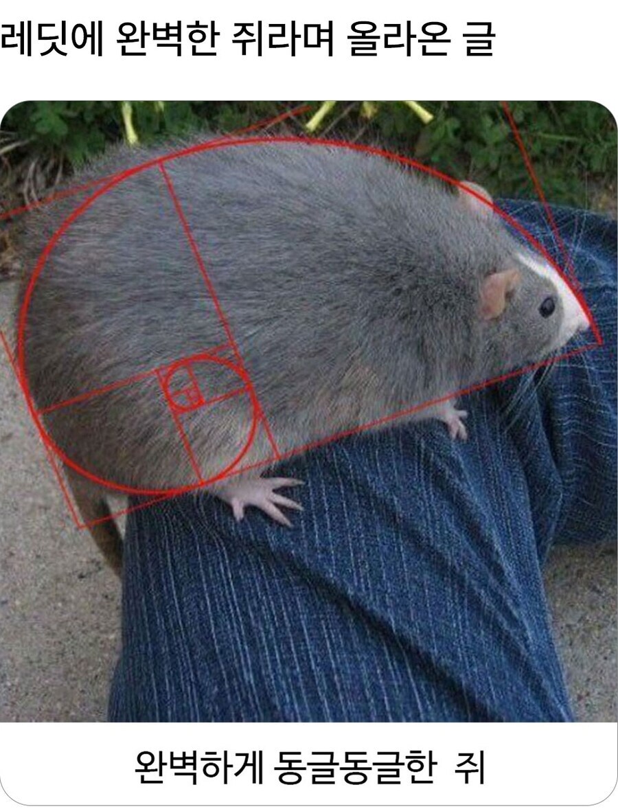 죠죠)무한히 이어지는 황금장방형의 회전-!!!_1.jpg