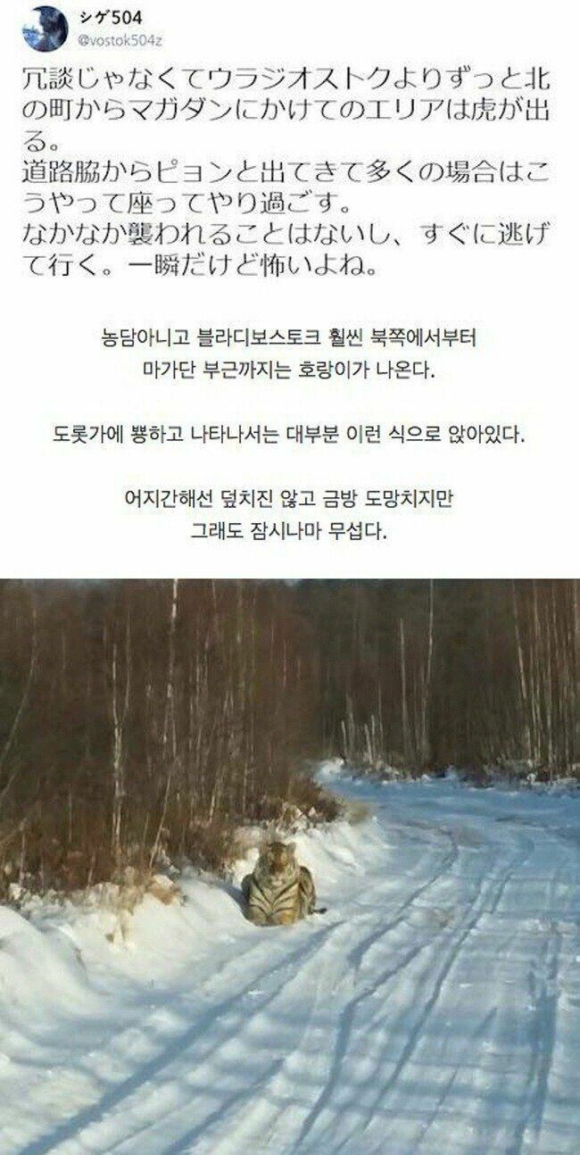 러시아 북부에서 곧잘 나오는 길냥이_1.jpg