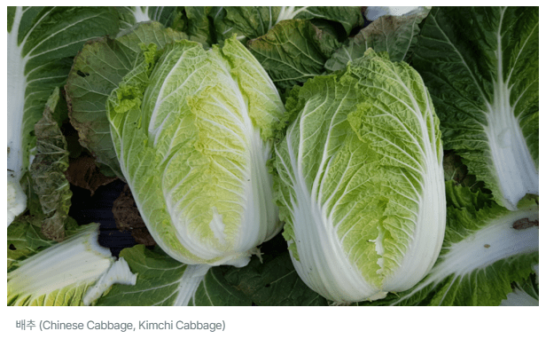 배추는 영어로?_2.webp