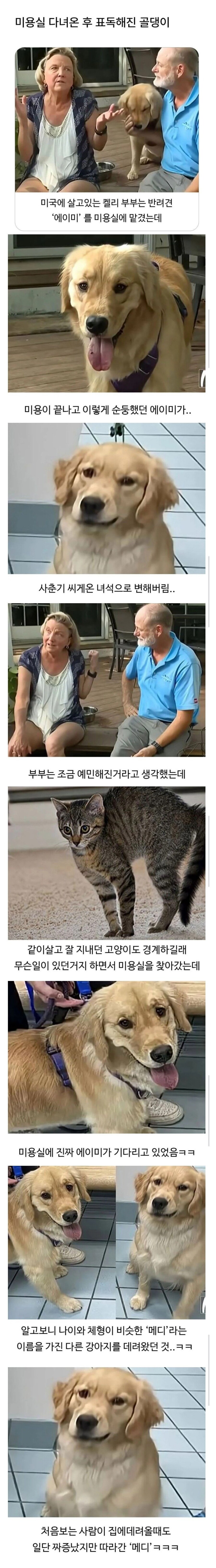 어느날 갑자기 표독해진 골댕이_1.jpg