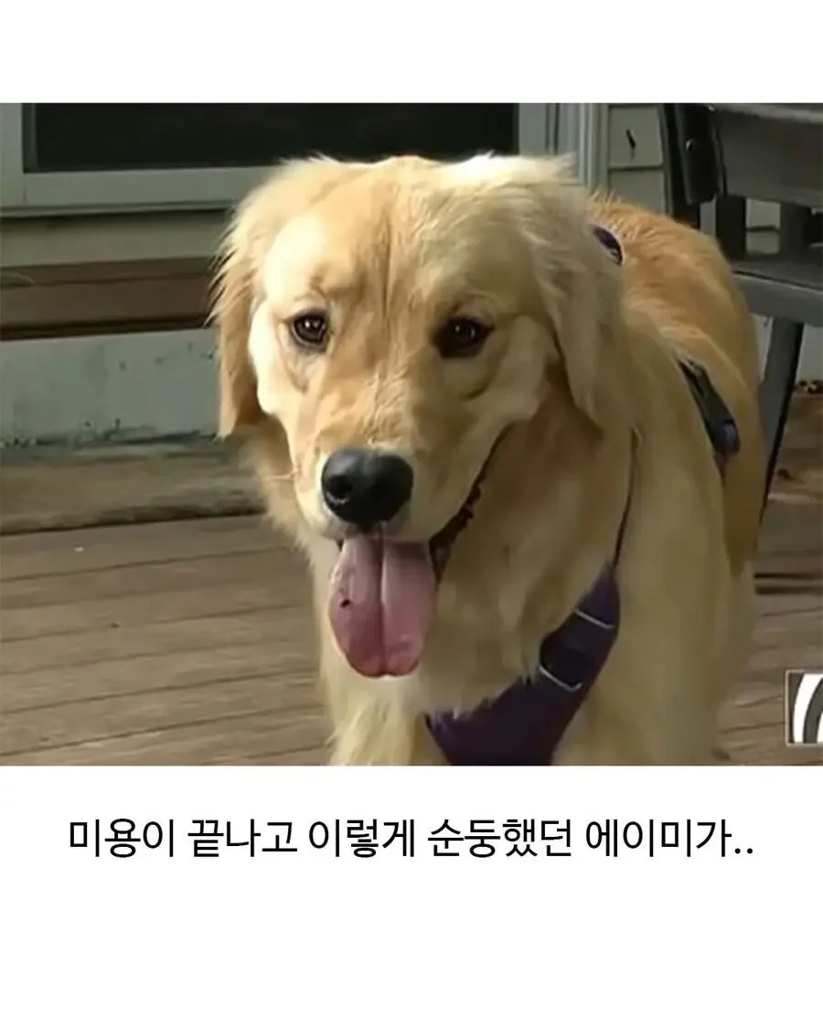 미용실 다녀온 후 표독해진 골댕이_2.webp