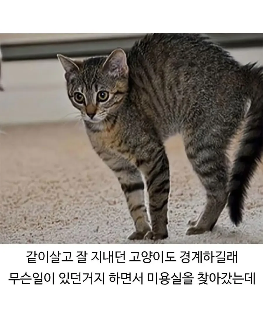 미용실 다녀온 후 표독해진 골댕이_5.webp