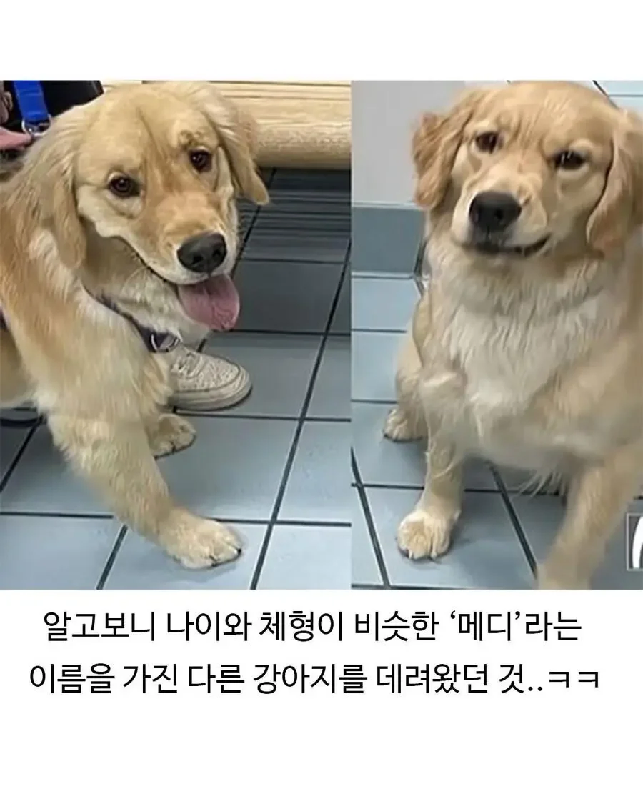 미용실 다녀온 후 표독해진 골댕이_7.webp