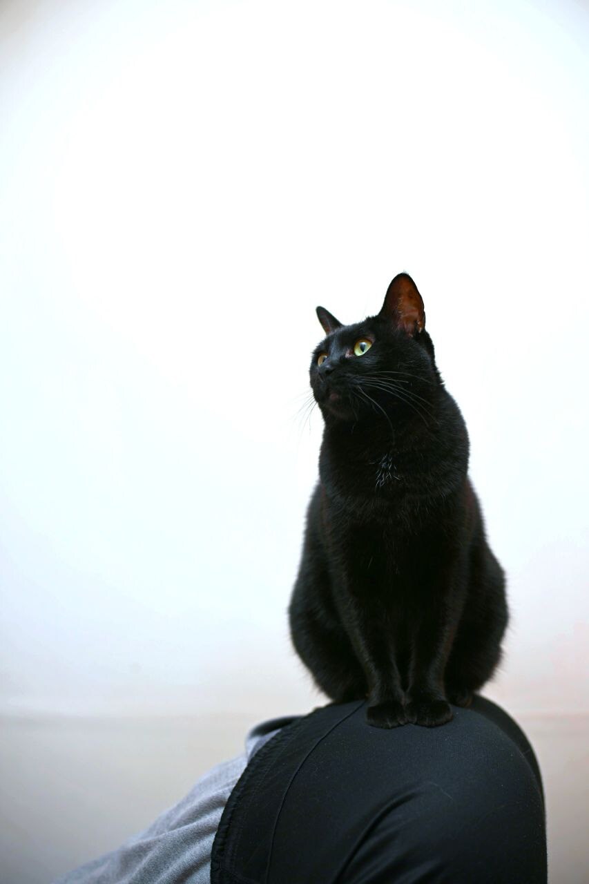 무무법은 악행이고 지키지 않을것이며 고양이 짤도 사람들이 잘 안봐준다!_1.jpg