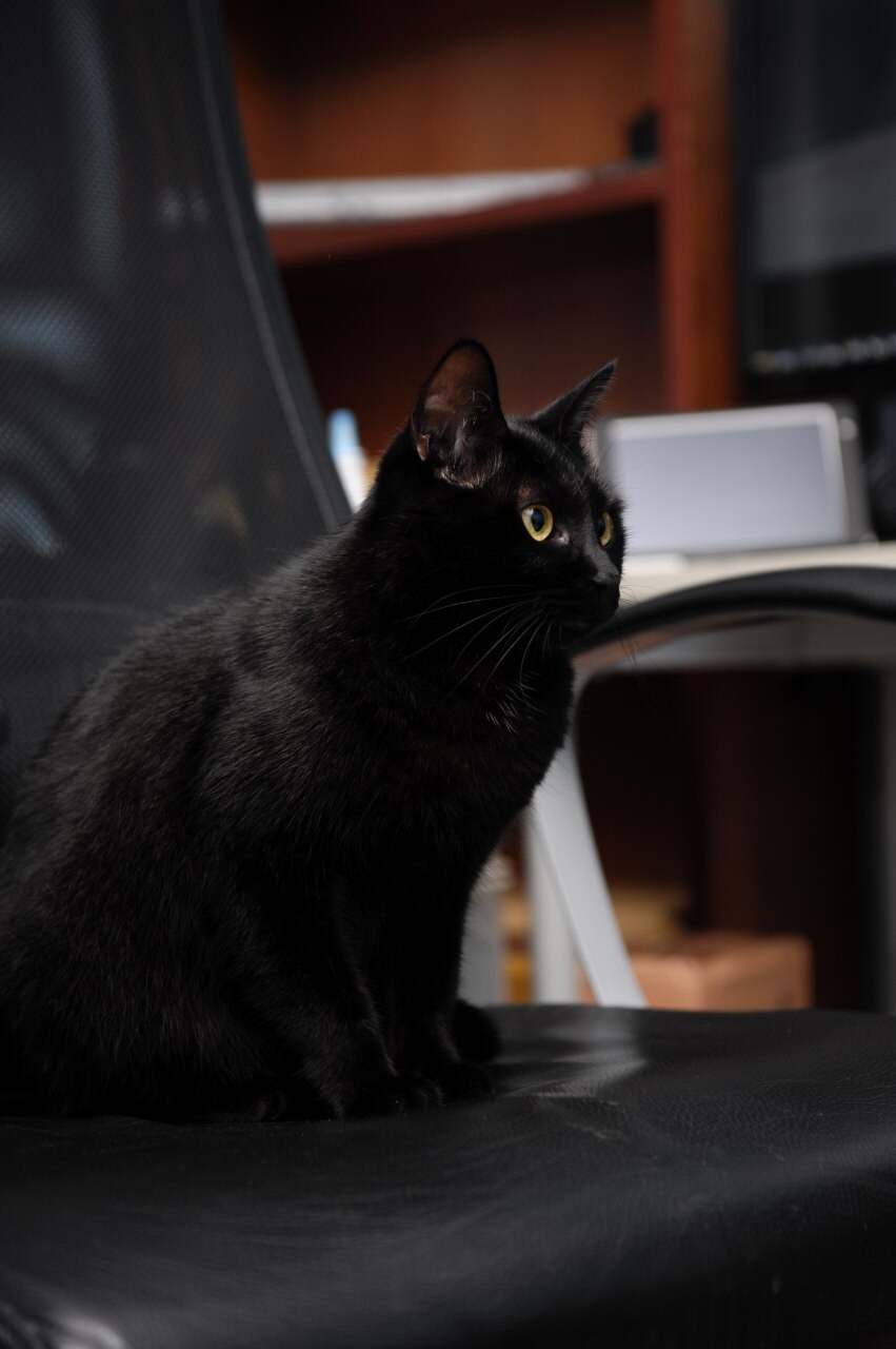 무무법은 악행이고 지키지 않을것이며 고양이 짤도 사람들이 잘 안봐준다!_3.jpg