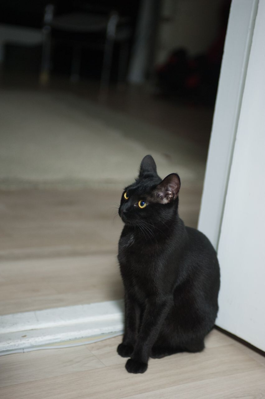 무무법은 악행이고 지키지 않을것이며 고양이 짤도 사람들이 잘 안봐준다!_6.jpg