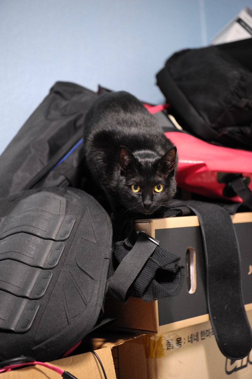 무무법은 악행이고 지키지 않을것이며 고양이 짤도 사람들이 잘 안봐준다!_5.jpg