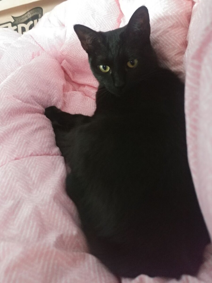 무무법은 악행이고 지키지 않을것이며 고양이 짤도 사람들이 잘 안봐준다!_8.jpg