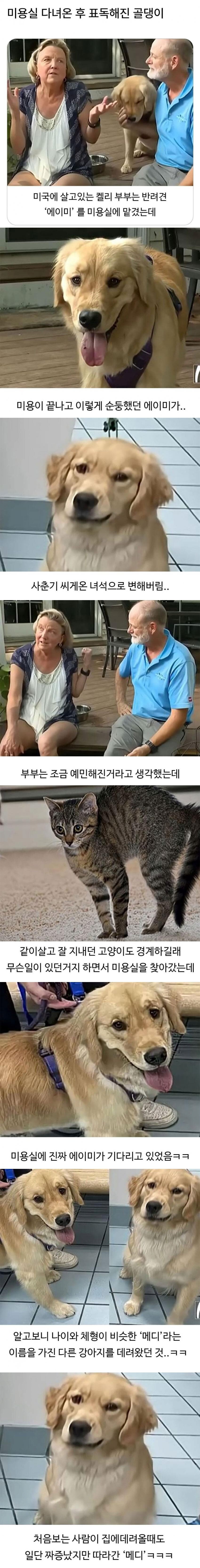 미용실 다녀온 강아지가 표독해진 이유_1.jpg