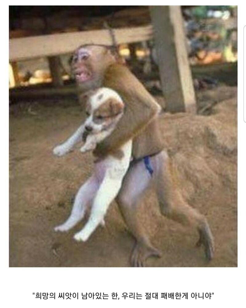 원숭이와 개_1.jpg
