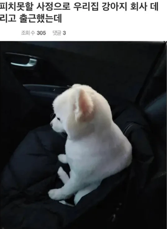 회사에 강쥐 데리고 간 직장인_1.webp