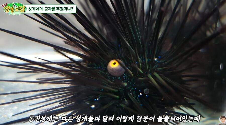 너희들 성게 애널이 어떻게 생겼는지 궁금하지 않니?_2.jpg