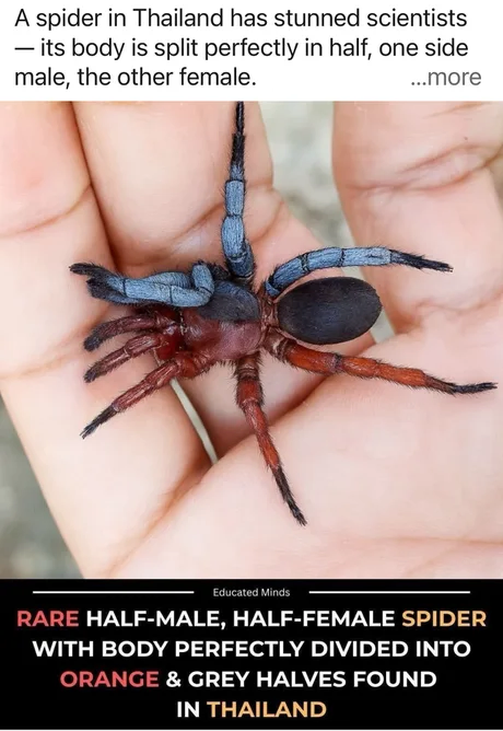 너네들 후타나리 좋아한다며?_1.webp