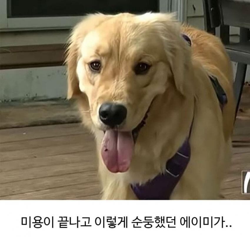 골댕이가 얼마나 착한지 알 수 있는 일_2.jpg