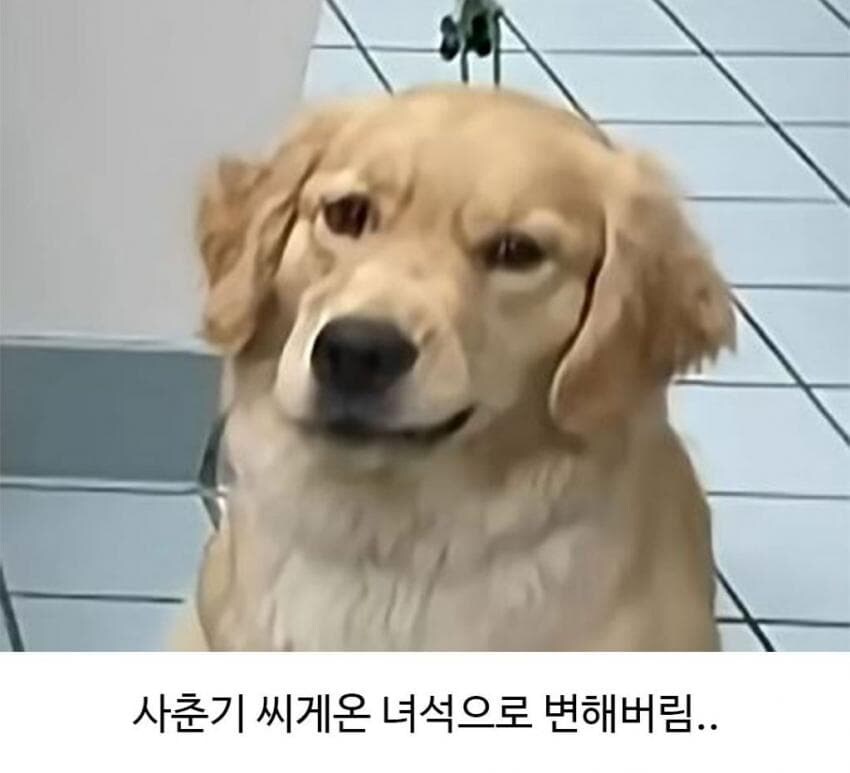 골댕이가 얼마나 착한지 알 수 있는 일_3.jpg