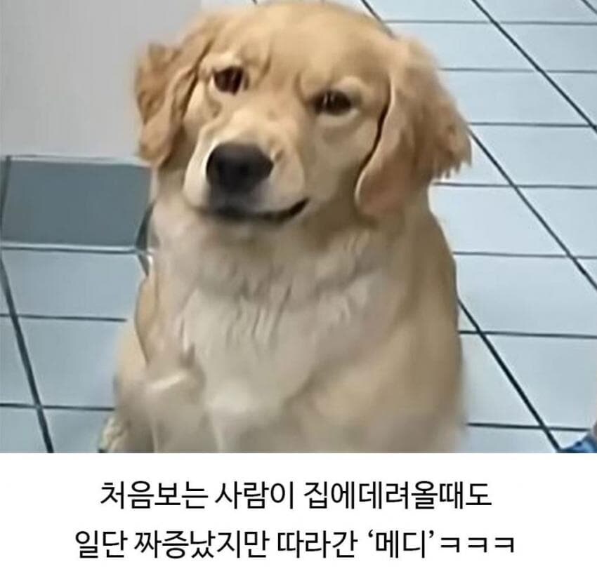 골댕이가 얼마나 착한지 알 수 있는 일_8.jpg