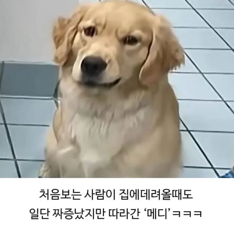 미용실 다녀온 후 표독해진 골댕이_8.webp