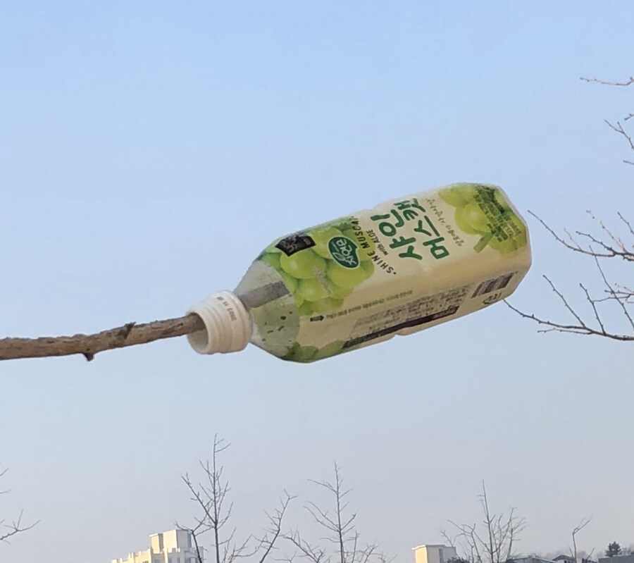 편의점 앞 나무에 샤인머스켓 열렸네_2.jpg