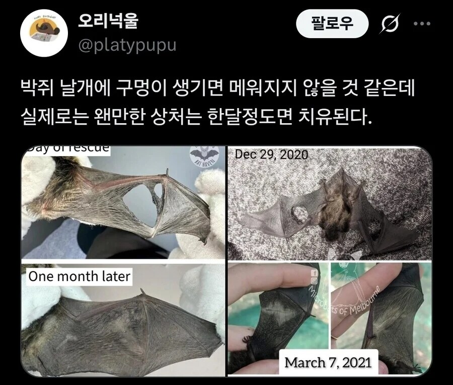 박쥐 날개 관련된 놀라운 사실_1.jpg