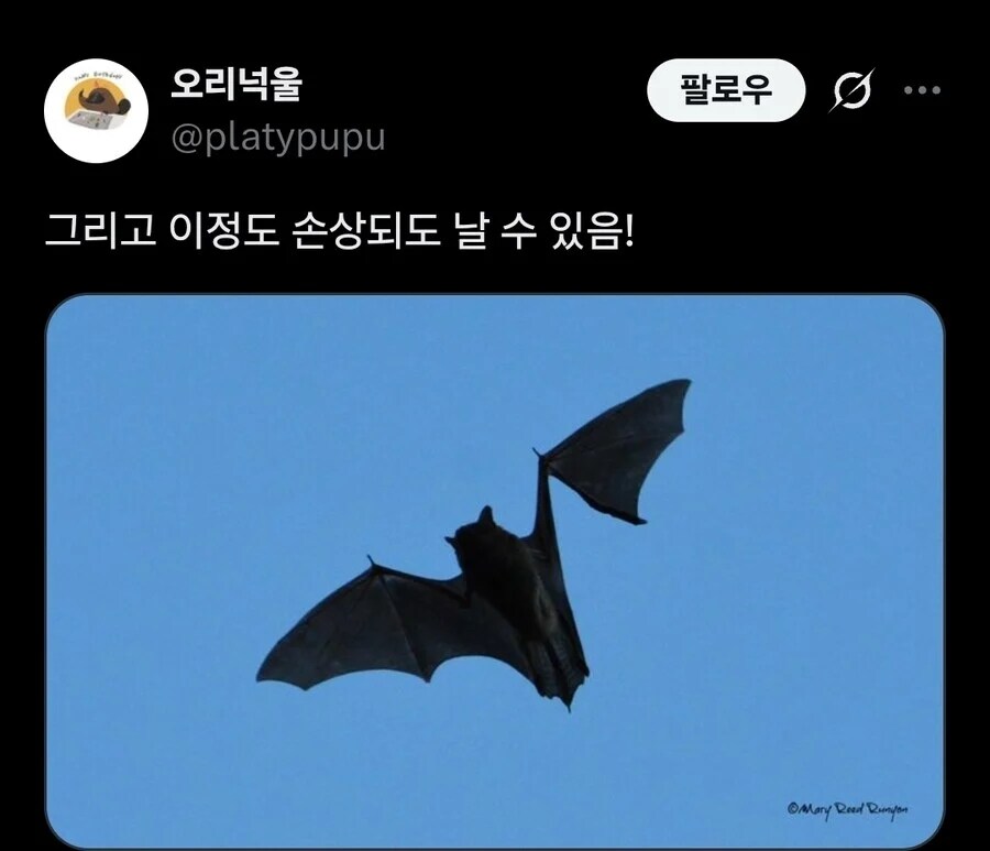 박쥐 날개 관련된 놀라운 사실_2.jpg